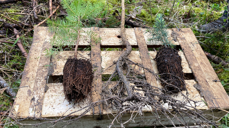 Gepflanzt werden Baumhasel, Atlaszeder und Douglasien, die sehr gut an unsere lokalen Begebenheiten angepasst sind. Sie ergänzen die heimischen Baumarten und kommen mit einem wärmeren Klima gut zurecht.