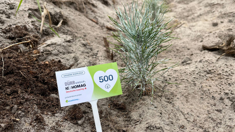 sadzimy las na 25 lat